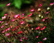 Garden Thoughts Photograph by Bonnie Bruno