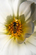 Get Hover It Photograph by Yhun Suarez