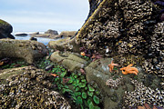 Giant Green Sea Anemone Anthopleura Photograph by Konrad Wothe