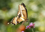 Giant Swallowtail Butterfly Photograph by Robert E Alter Reflections of Infinity