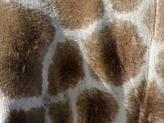 Giraffe Body Print Photograph by Kim Galluzzo Giraffe Body Print Photograph by Kim Galluzzo