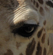 Giraffe eye Photograph by Kim Galluzzo
