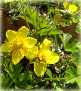 Glowing Buttercups Photograph by Kim Galluzzo Glowing Buttercups Photograph by Kim Galluzzo