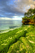 Going Green Photograph by Yhun Suarez Going Green Photograph by Yhun Suarez