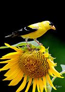 'Goldfinch on Sunflower' Photograph by PJQandFriends Photography
