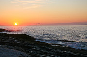 Good Morning Sunshine Photograph by Brenda Giasson
