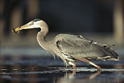 Great Blue Heron With Captured Fish Photograph by Tim Fitzharris Great Blue Heron With Captured Fish Photograph by Tim Fitzharris