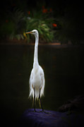 Great Egret Digital Art by Lisa Redfern