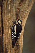 Great Spotted Woodpecker Dendrocopos Photograph by Konrad Wothe