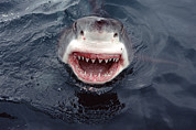 Great White Shark Smile Australia Photograph by Mike Parry Great White Shark Smile Australia Photograph by Mike Parry