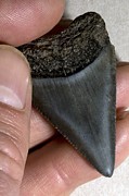 Great White Shark Tooth Fossil Photograph by Science Photo Library