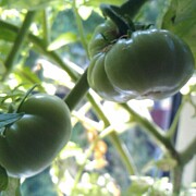 Green #tomatoes #instaprints Photograph by Call Me Abbie - Abbie Shores