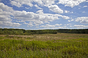 Griggstown Native Grassland Preserve Photograph by David Letts