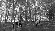 Gypsy Black and White Photograph by Kim Galluzzo Gypsy Black and White Photograph by Kim Galluzzo
