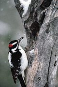 Hairy Woodpecker Picoides Villosus Photograph by Michael Quinton Hairy Woodpecker Picoides Villosus Photograph by Michael Quinton