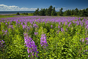 Hedge Woundwort Flower Blossoms and Field Photograph by Randall Nyhof