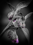 Herb Garden Photograph by Scott Hovind
