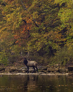 Herd Bull Crossing the Buffalo River Photograph by Michael Dougherty