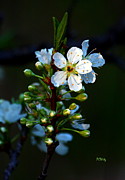 Hey Bud Open Up Or Bee Forgotten Photograph by Patrick Witz