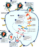 Hiv Virus Replication Cycle Photograph by Science Source