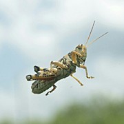 Holy Jumping Grasshoppers Batman Photograph by James Granberry
