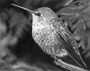 Hummingbird Drawing by Ana Tirolese