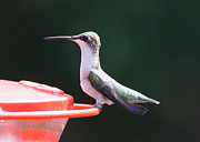 Hummingbird in Profile Photograph by Robert E Alter Reflections of Infinity