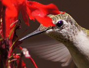 Hummingbirds Love Cardinal Flower 2 Photograph by Robert E Alter Reflections of Infinity