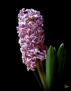 Hyacinth Photograph by Endre Balogh