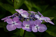 Hydrangea Photograph by Andreas Levi