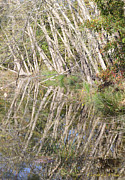 Illusion Photograph by Constance Woods Illusion Photograph by Constance Woods