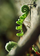 In a Magical Wood Photograph by Rebecca Sherman