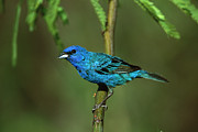 Indigo Bunting Passerina Cyanea Male Photograph by Tom Vezo