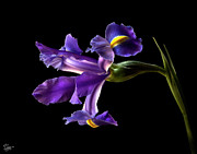Iris Photograph by Endre Balogh