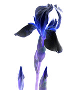 Iris manipulation  Photograph by Kim Galluzzo