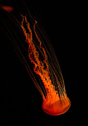 Jellyfish Photograph by Charlene Mitchell