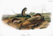 Jumping Mouse, 1846 Photograph by Granger