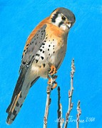 Kestrel Drawing by Ana Tirolese
