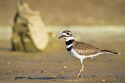 Killdeer On the Shore Photograph by Steven Llorca