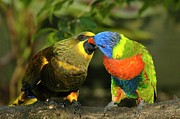 Kissing Birds Photograph by Carolyn Marshall Kissing Birds Photograph by Carolyn Marshall