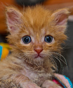 Kitty Photograph by Michael Goyberg