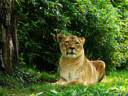 Lady Lion Relaxing Photograph by Susan Savad Lady Lion Relaxing Photograph by Susan Savad