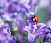 Ladybug and Bellflowers Photograph by Nailia Schwarz