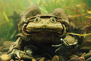 Lake Titicaca Frog Telmatobius Culeus Photograph by Pete Oxford