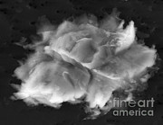 Lake Vostok Micro-organism Photograph by NASA Marshall Space Flight Center