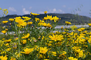 Landscape with Wild Flowers Photograph by Michael Goyberg