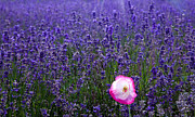 Lavender field with poppy Photograph by Simon Bratt Lavender field with poppy Photograph by Simon Bratt