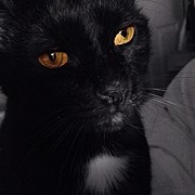 Le Chat Noir Photograph by Natasha Marco