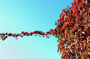 Leaves of wil grapes Photograph by Michael Goyberg
