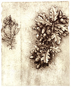 Leonardo Da Vinci's Oak Leaves And Acorns Photograph by Science Photo Library